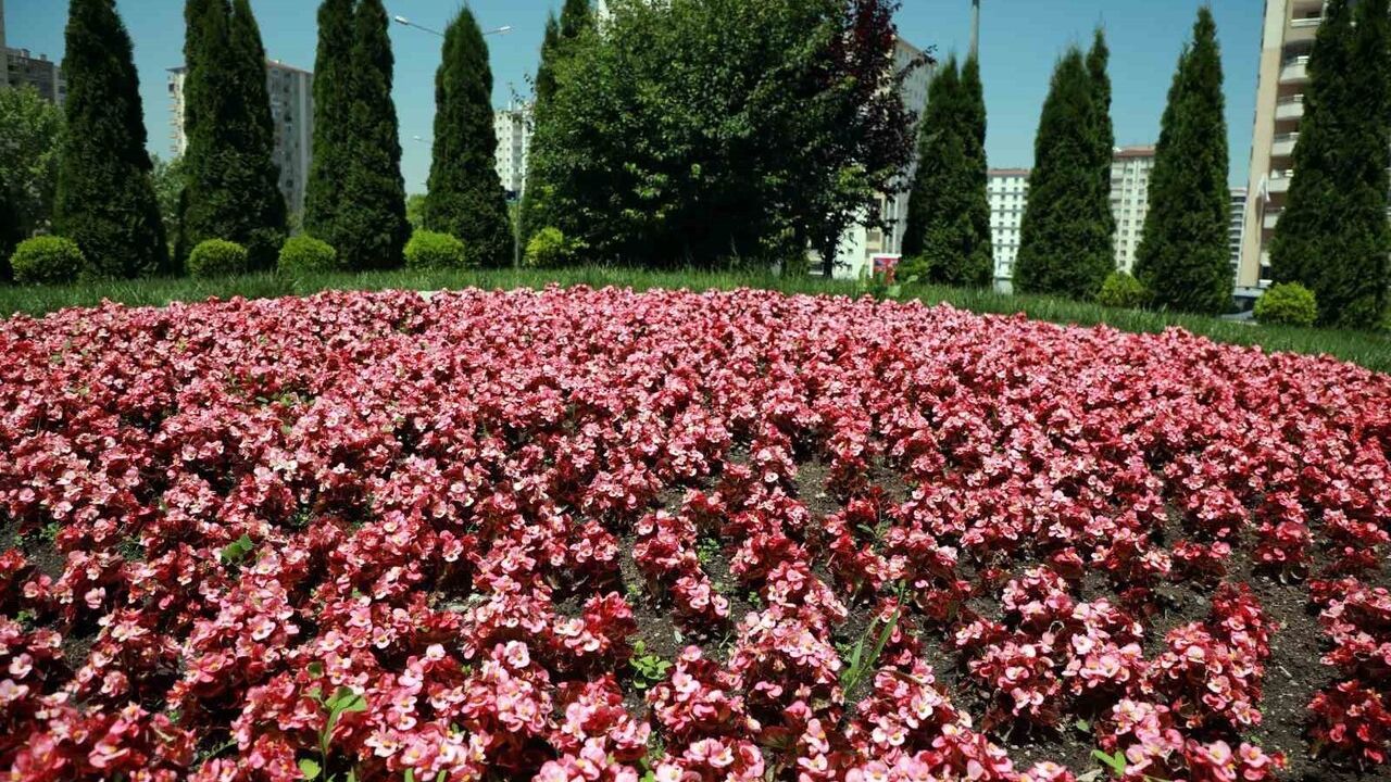 Talas 2026: 'Talas Çiçek Yılı' ile İlçe Renkleniyor