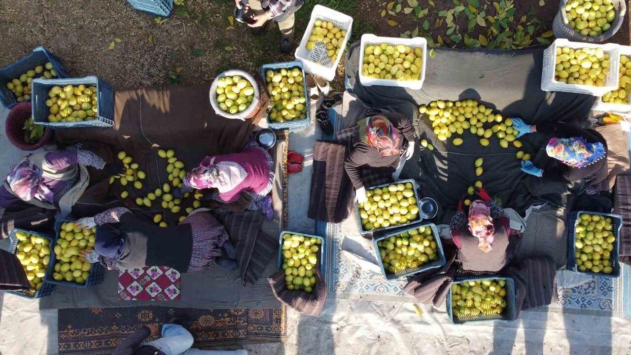 Tarım-ÜFE Kasım 2025: Yıllık %31,45 artış, aylık %1,56 düşüş