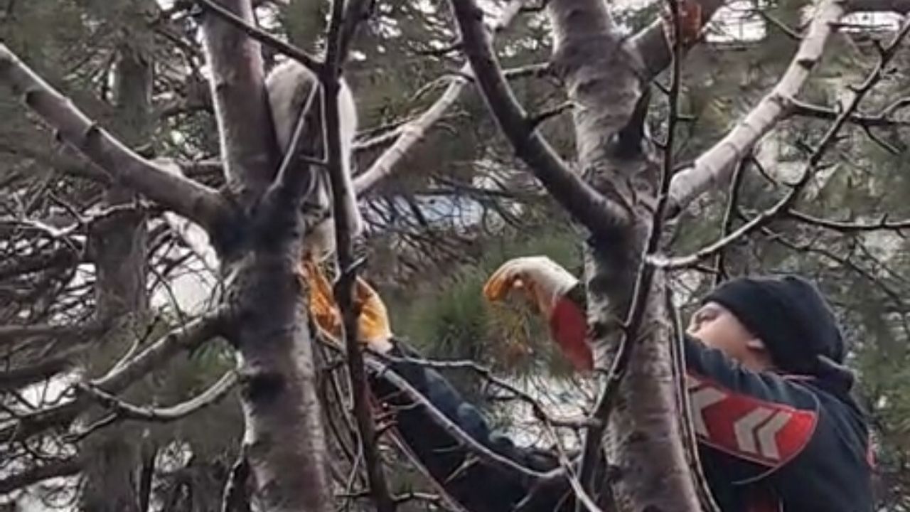 Tatvan'da ağacın tepesinde mahsur kalan kedi itfaiye tarafından kurtarıldı