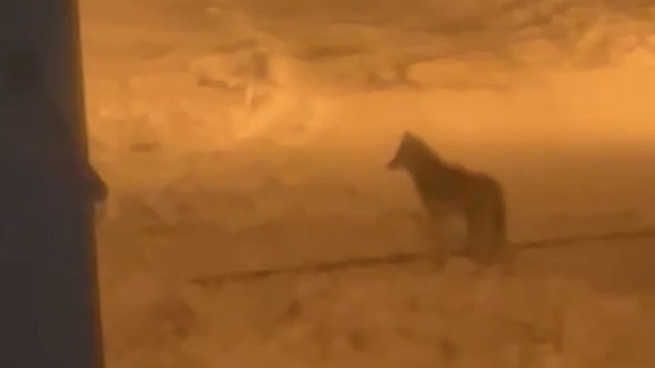 Tatvan'da gece saatlerinde şehir merkezine inen kurt kamerada