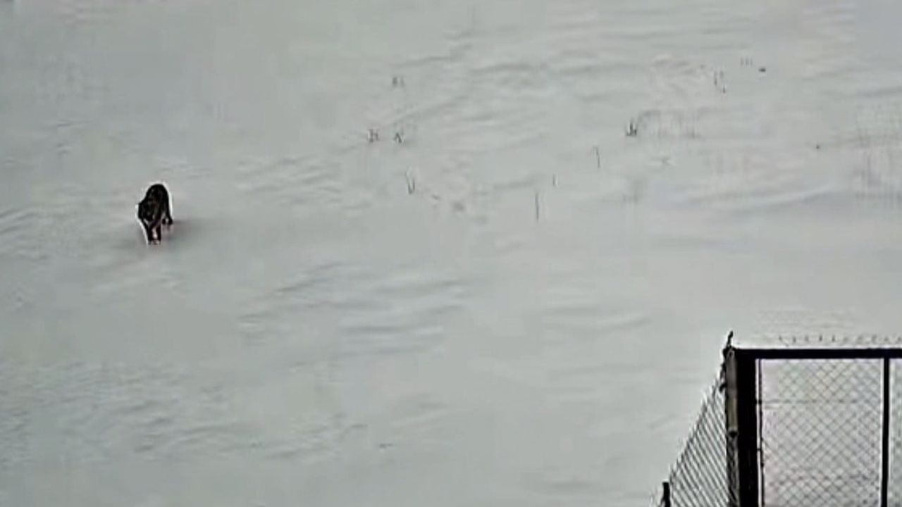 Tatvan'da güneş enerji santralinde kurt görüntülendi