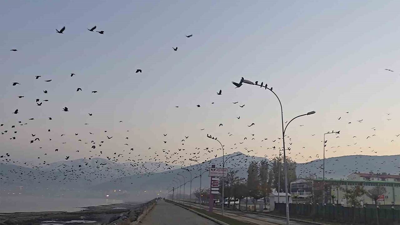 Tatvan sahilinde kargaların yoğun sürüsü gökyüzünü kararttı