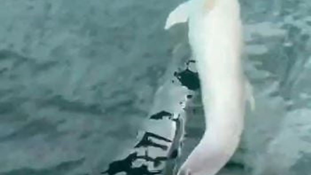 Tekirdağ açıklarında tekneye eşlik eden yunusun anları