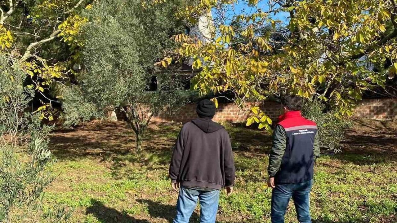 Tekirdağ’da ceviz bahçesinde hastalık ve zararlı kontrolleri gerçekleştirildi