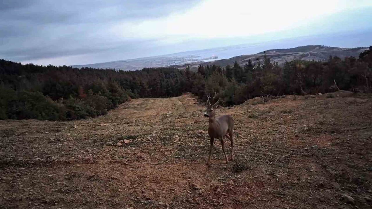 Tekirdağ’da Ganos eteklerinde fotokapanlarla yaban hayatı görüntülendi