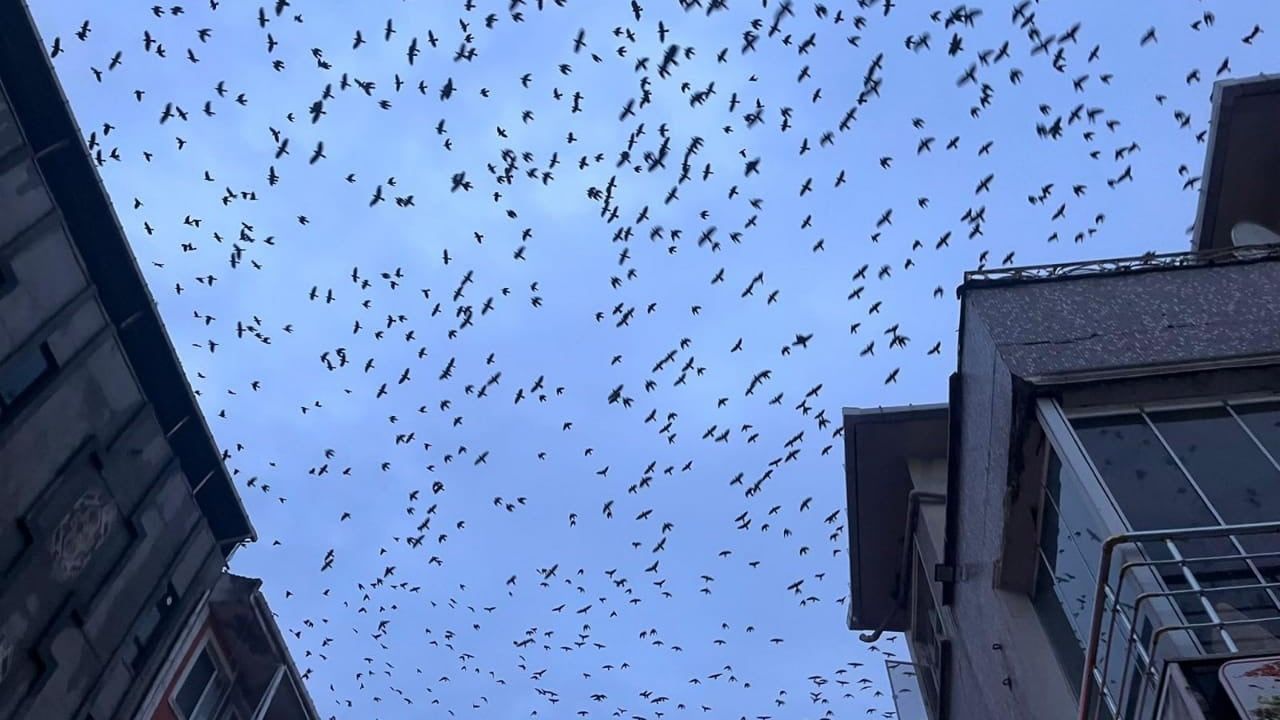 Tekirdağ'da Hayrabolu semalarında karga sürüsü görsel şöleni