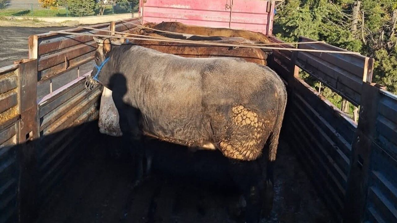 Tekirdağ'da kaçak hayvan sevkiyatına müdahale: 6 büyükbaş alıkonuldu