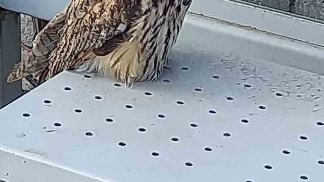 Tekirdağ'da Yaralı Kulaklı Orman Baykuşu Koruma Altına Alındı