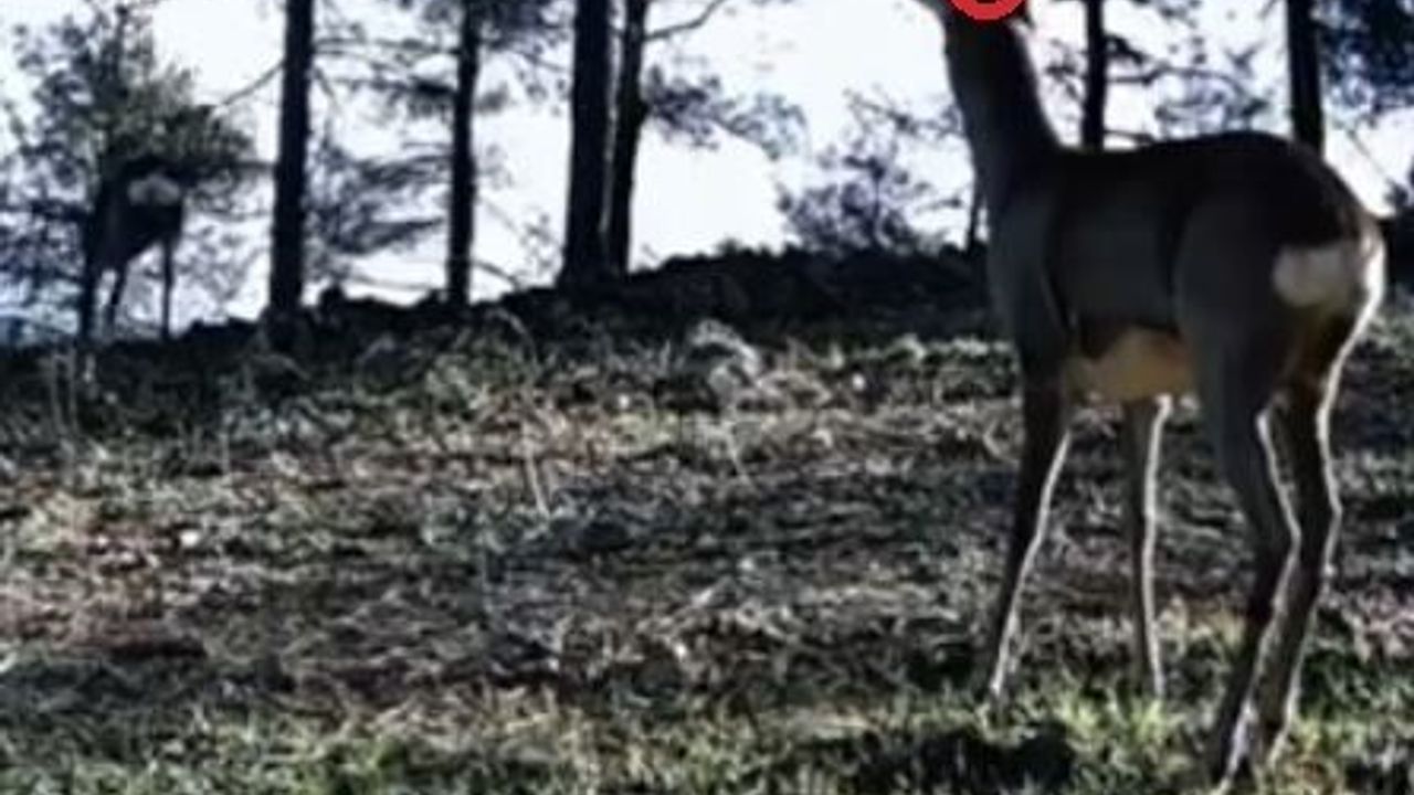 Tekirdağ Ganos Dağları'nda tek boynuzlu karaca görüntülendi