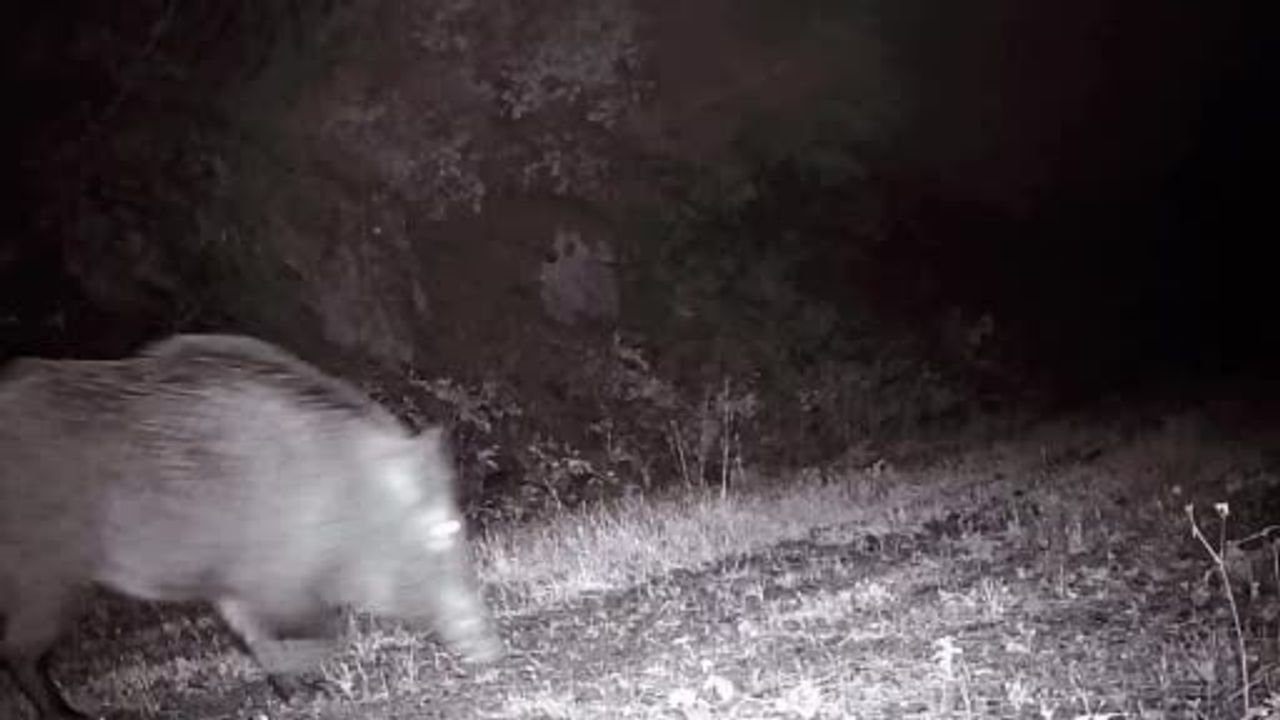 Tekirdağ kırsalında fotokapan 18 yaban domuzunu görüntüledi