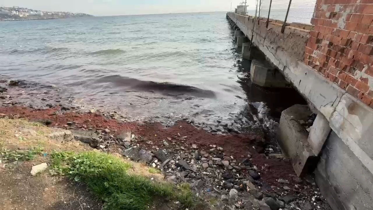 Tekirdağ kıyısında poyrazın taşıdığı kızıl yosunlar birikti