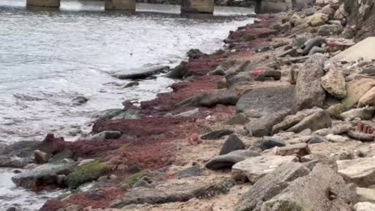 Tekirdağ sahilleri poyraz etkisiyle kırmızı yosunla kaplandı