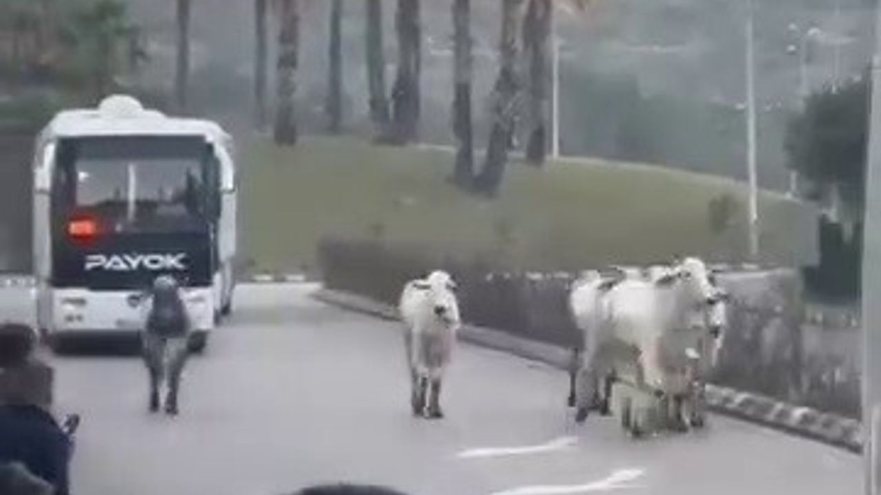 Tırdan kaçan anguslar Hatay sokaklarında