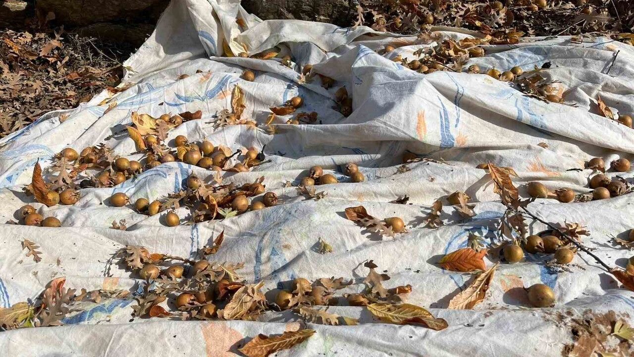 Toros Dağları'nda 25-30 Yıl Önce Aşılanan Ağaçlar Akseki'ye Gelir Sağlıyor