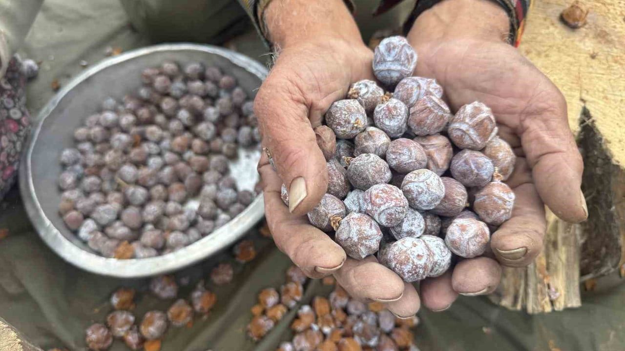 Toros Dağları'nda andız kozalaklarından şifa pekmezi