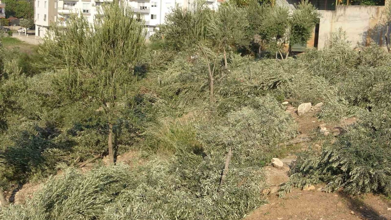 Toroslar Belediyesi’nin zeytin ağacı kesimi mahallede tepki yarattı
