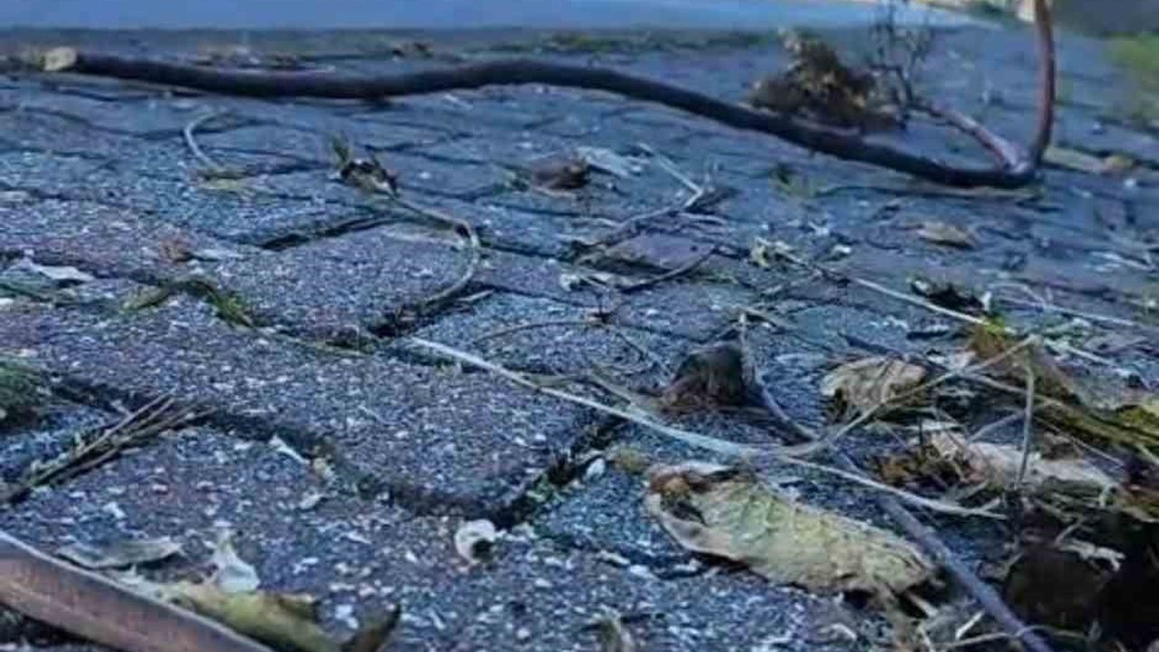 Trabzon Beşikdüzü sahilinde yılan görüntüsü — Doğu Karadeniz'de kış uykusu düzeni bozuluyor