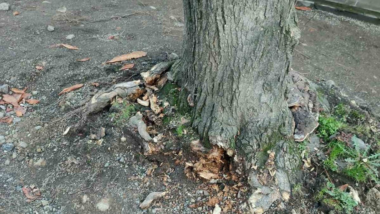 Trabzon Büyükşehir Belediyesi: Gülbaharhatun’daki ağaç kesimi iddiaları gerçek dışı