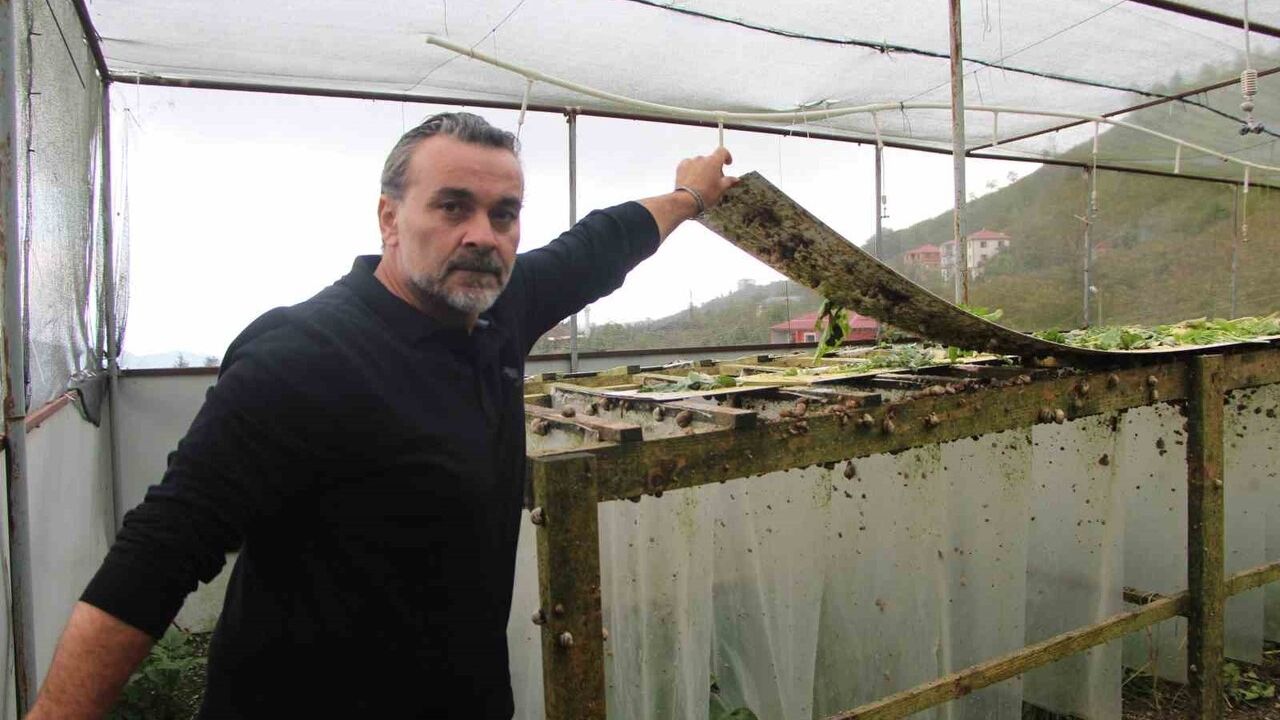 Trabzon'dan dünyaya 'Googlis': Helix Aspersa Maxima ile sürdürülebilir salyangoz üretimi