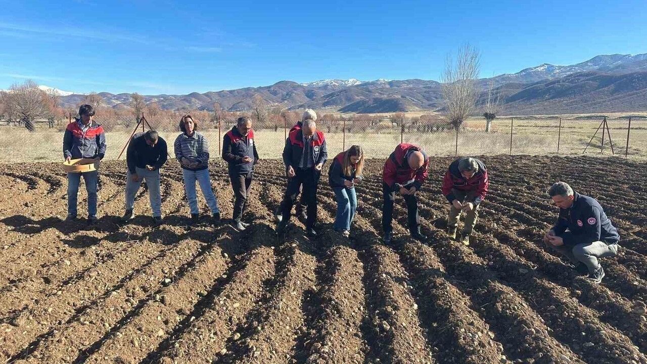 Tunceli’de 4 ilçede sarımsak ekimi gerçekleştirildi
