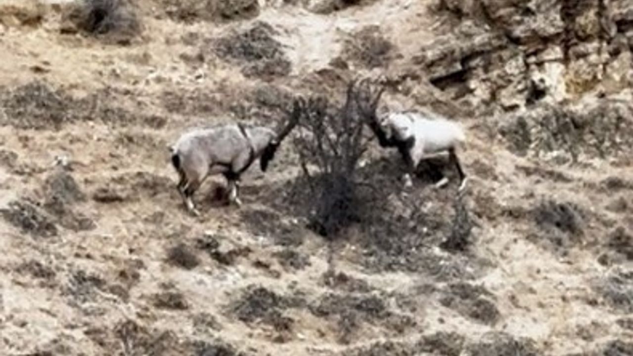 Tunceli'de Tekelerin Liderlik Mücadelesi Görüntülendi