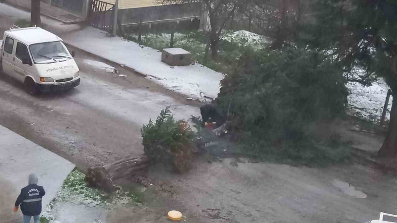 Türkeli'de fırtına ağaç devirdi, cadde ulaşıma kapandı