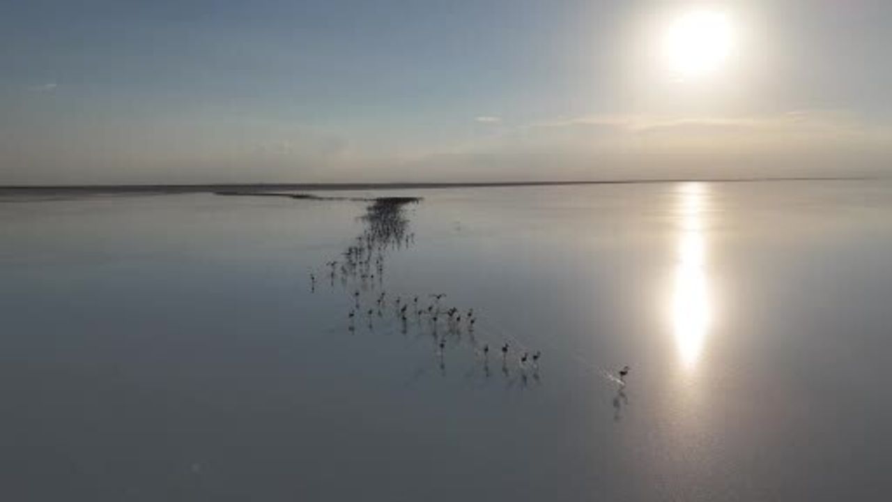 Tuz Gölü'nde kuraklık alarmı: Flamingolar geri gelmiyor