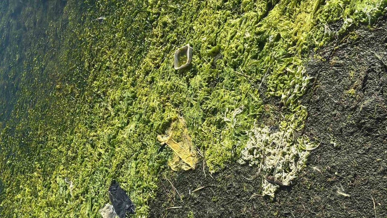 Tuzla Sulak Alanı flamingolarla renklendi