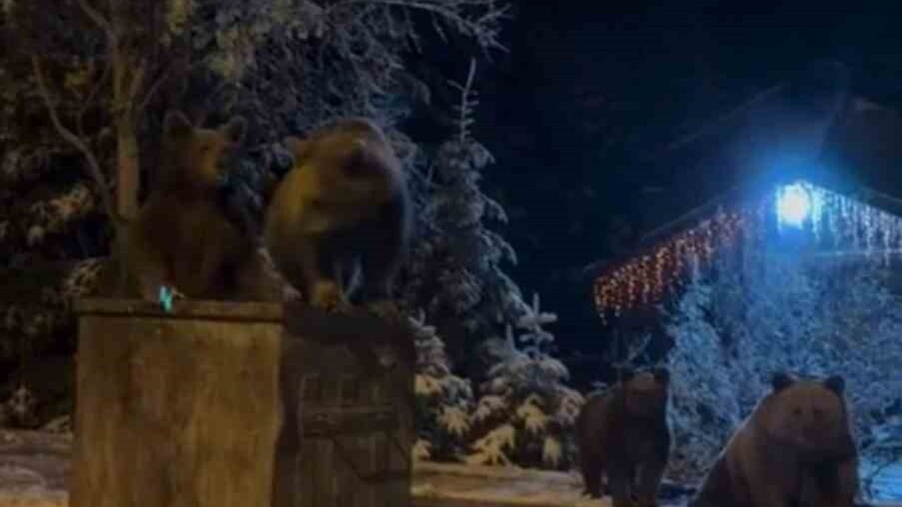 Uludağ eteklerinde kış uykusuna yatmayan ayılar çöp konteynerinde görüntülendi