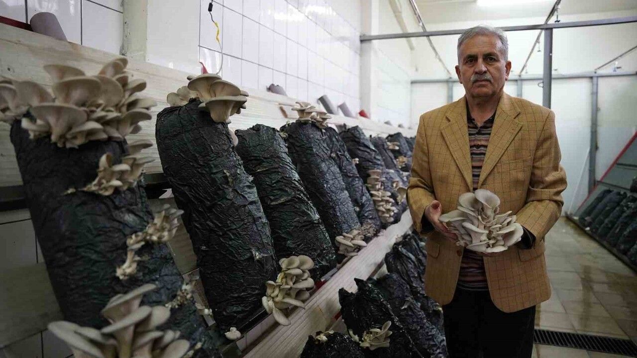 Üniversitede uygulamalı mantar üretimi: eğitim ve satış bir arada