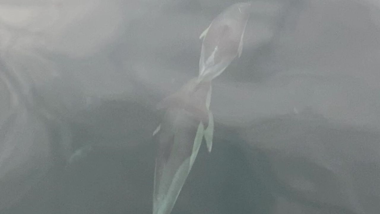 Ünye’de Yunusların Tekneyle Yarışı Görsel Şölen Yarattı