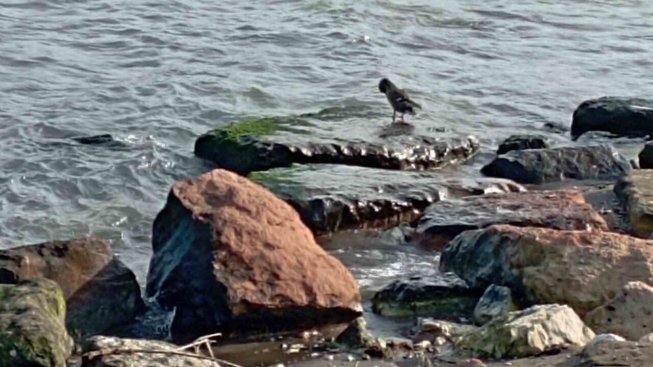 Ünye sahilinde 11 yaban ördeği görüntülendi