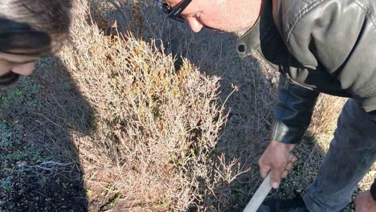 Urla Barbaros’ta yanan orman yeniden yeşeriyor: 500 meşe palamudu toprakla buluştu