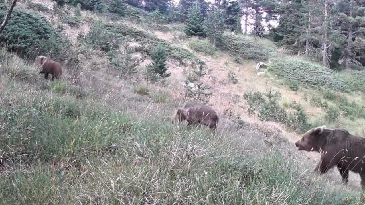Uzmanlardan ayı uyarısı: Kış dinlenmesine hazırlanan ayılara yaklaşmayın