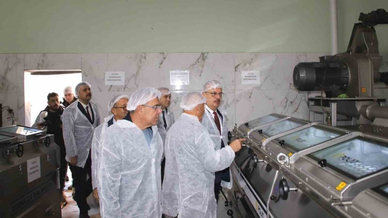 Vali Canbolat, Köşk'teki zeytinyağı sıkım tesislerini inceledi