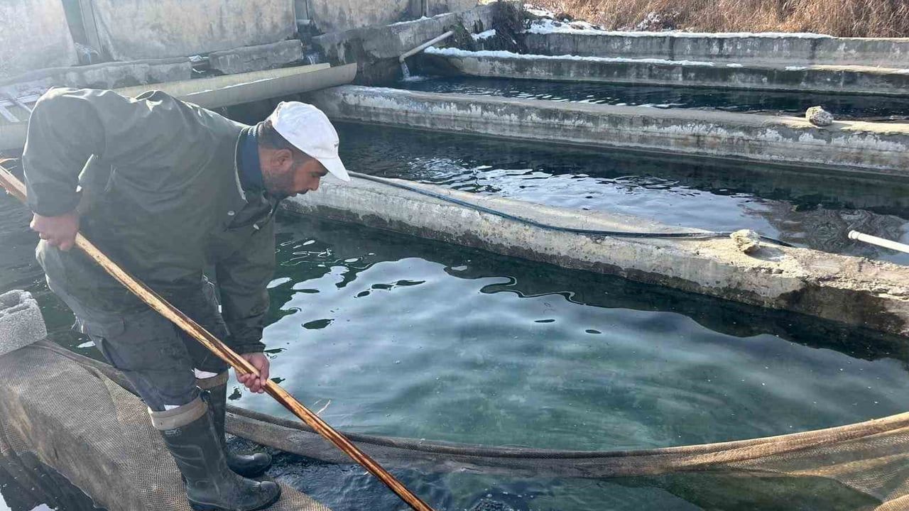 Van’da alabalık sağımı başladı: Yıllık 55 milyon yavru üretimi