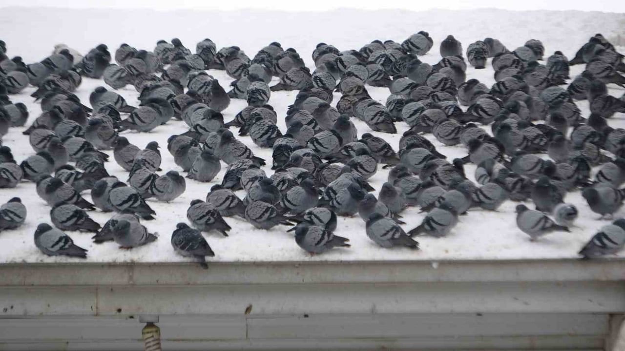 Van’da karın ardından güvercinlerin kartpostallık buluşması