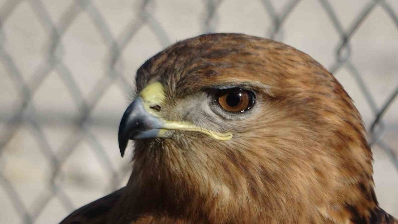 Van'da tedavi edilen yırtıcı kuşlar doğaya salınıyor
