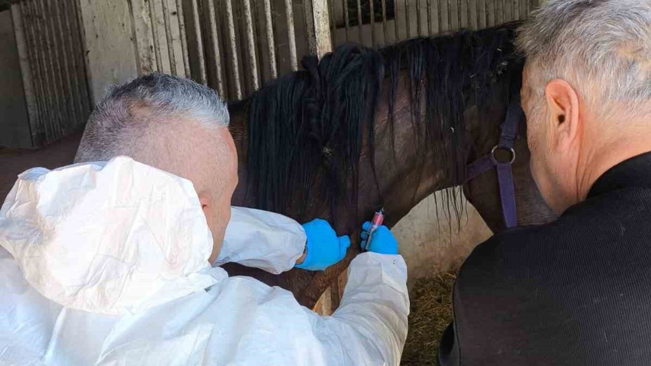 Weeping Tree isimli safkan İngiliz atının Bartın’daki sağlık taraması