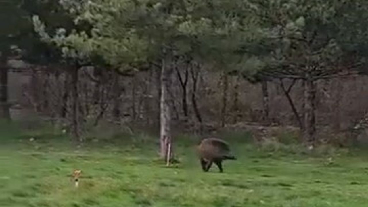 Yaban domuzu Trakya Üniversitesi kampüsünde görüntülendi