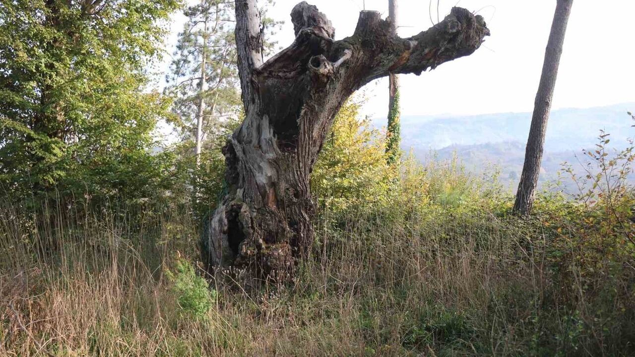 Yaklaşık 400 yıllık mezarlık define kazılarıyla tahrip edildi