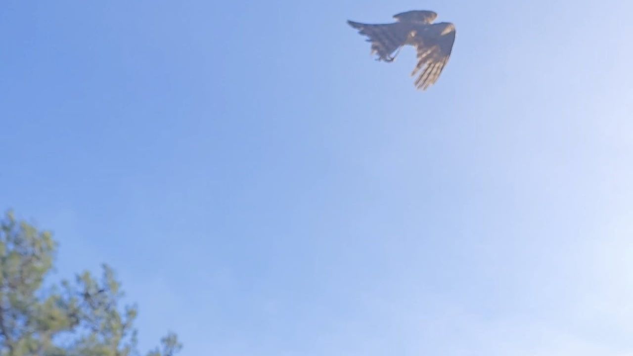 Yaralı Atmaca Çanakkale'de Tedavi Edilip Doğaya Salındı