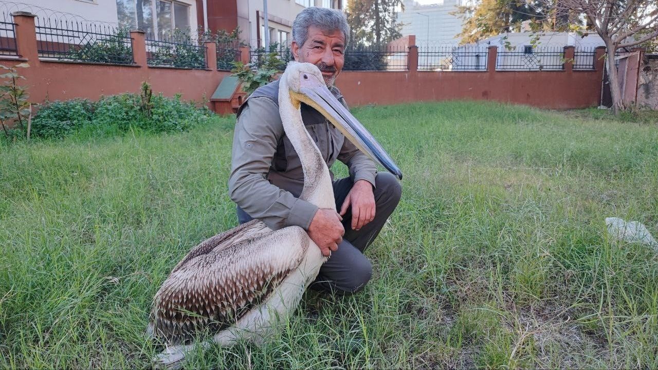 Yaralı Pelikanın Görevliyle Sıcacık Dostluğu