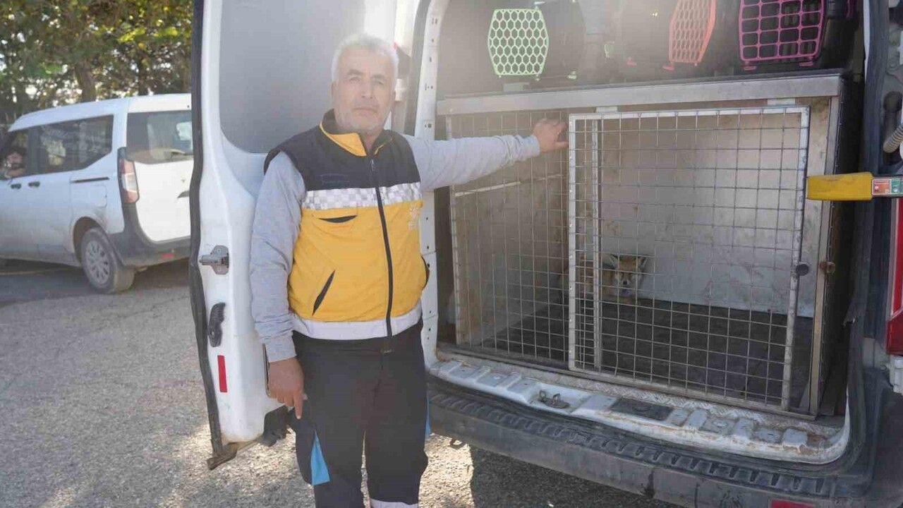 Yaralı tilki üç haftalık tedaviyle doğaya bırakıldı