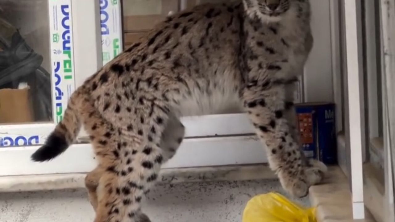 Yavru vaşak Torul ilçe merkezinde bir evin önünde görüldü