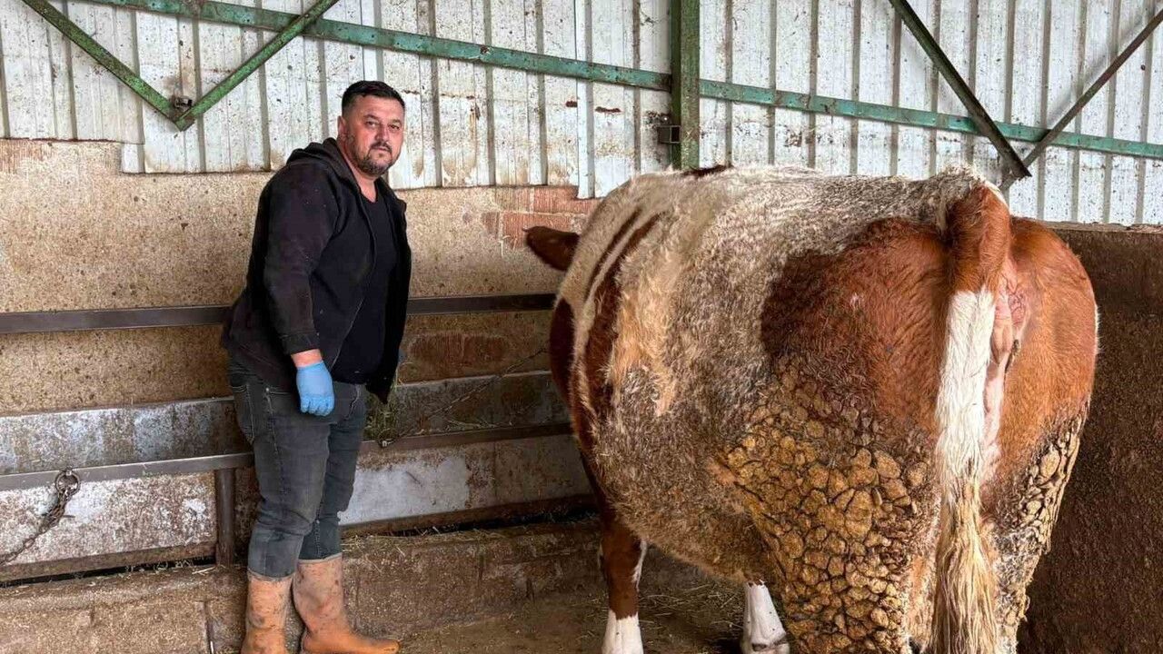 Yenişehir'de şap mağduru üretici bir büyükbaşını daha kaybetti