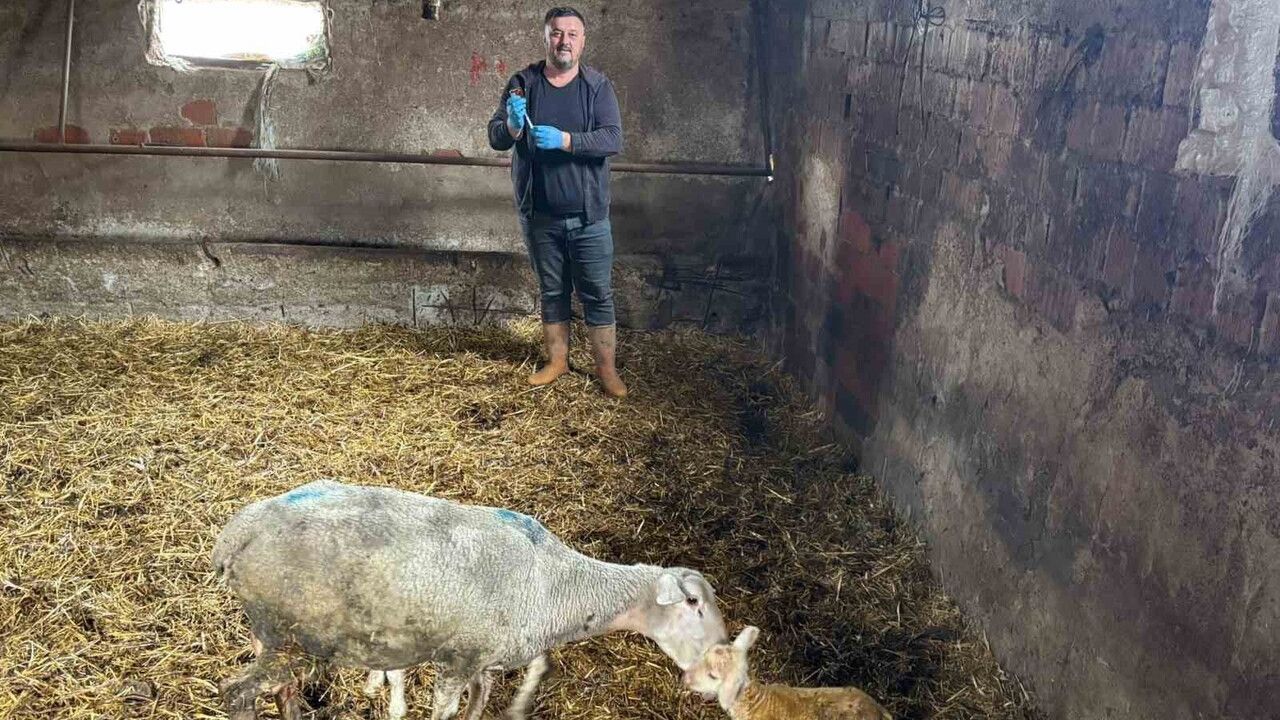 Yenişehirli üreticiler şapın yaralarını sarmak için destek bekliyor