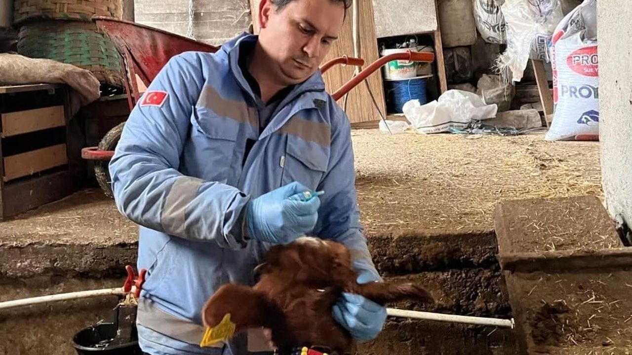 Yığılca’da hayvan sağlığı çalışmalarında aşılama ve küpeleme sürüyor