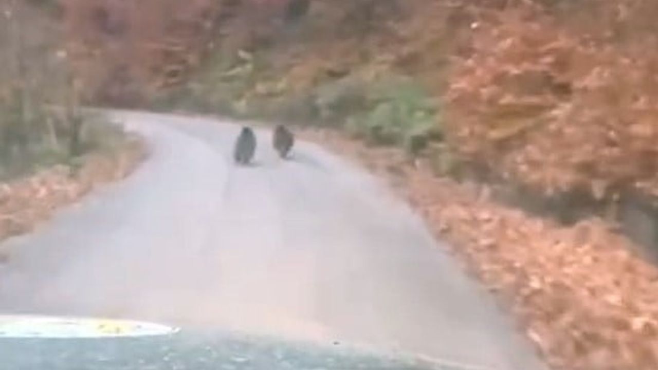 Yığılca'da kış uykusuna yatmayan iki yavru ayı kamerada