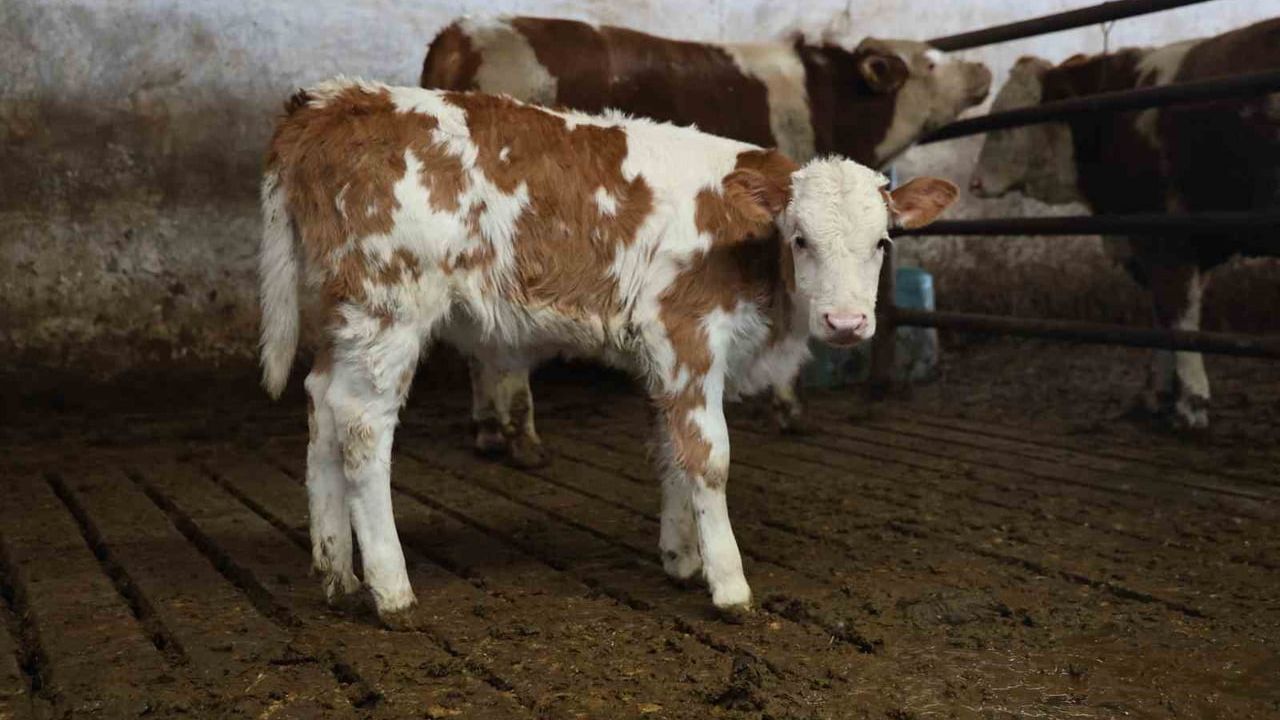 Yıl sonunda ikiz sevinci: Elazığ’da üreticinin mutluluğu